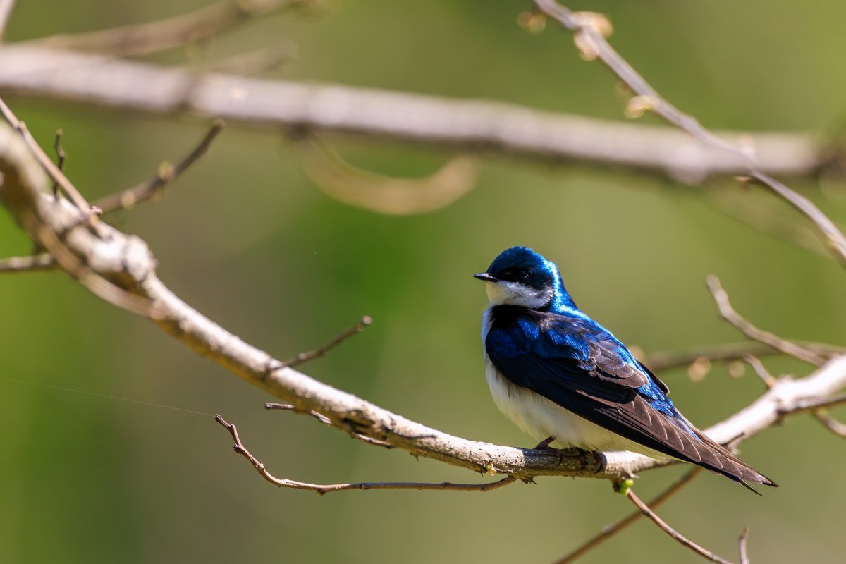 Tree Swallow
