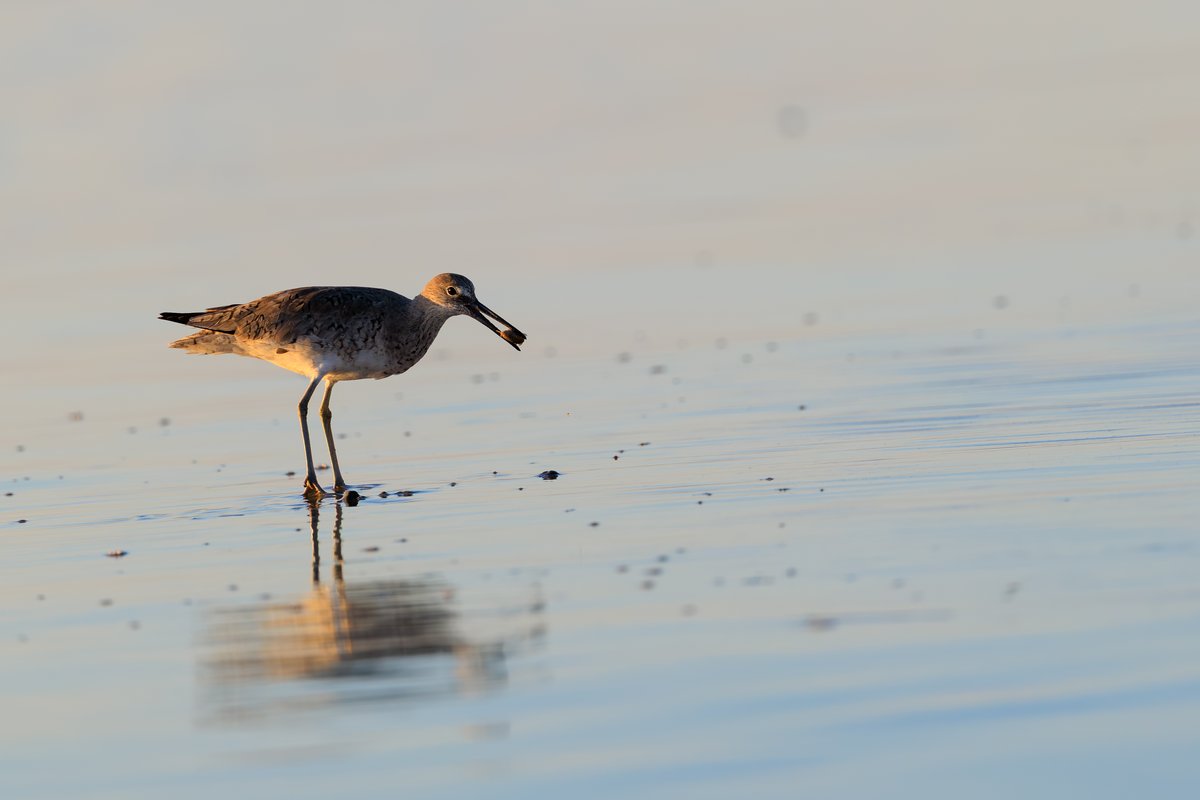 Willet