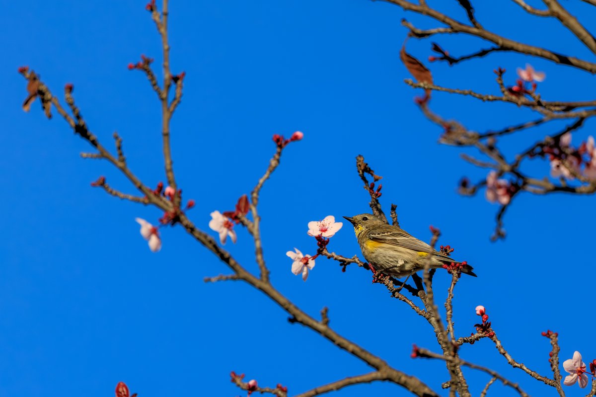 Yellow-rumped Warbler