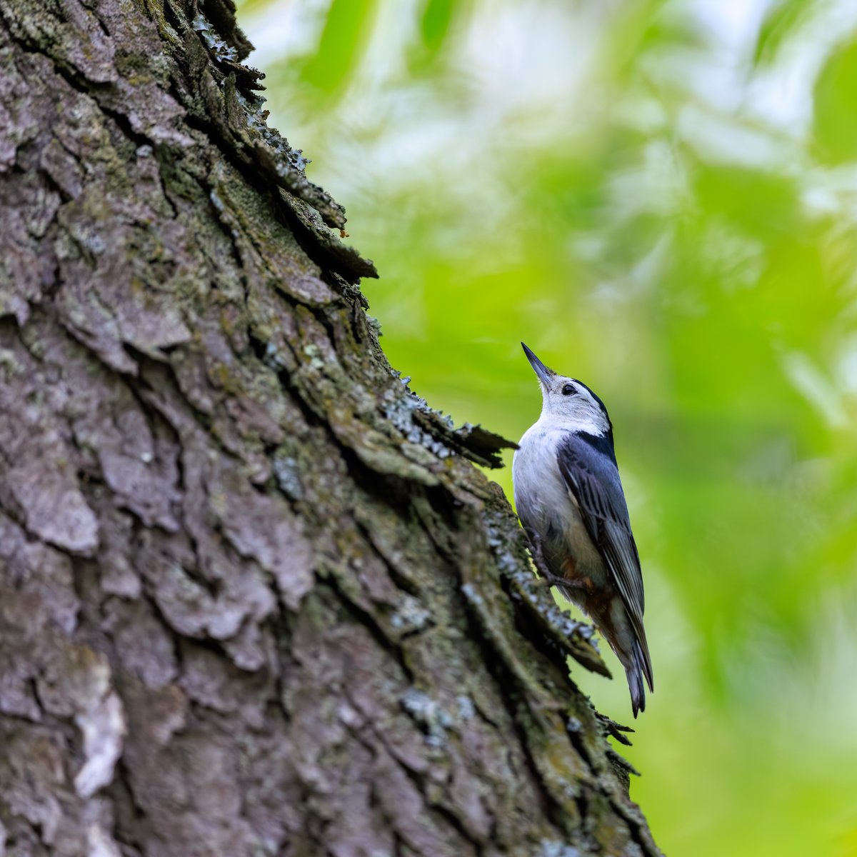 White-breasted Nuthatch