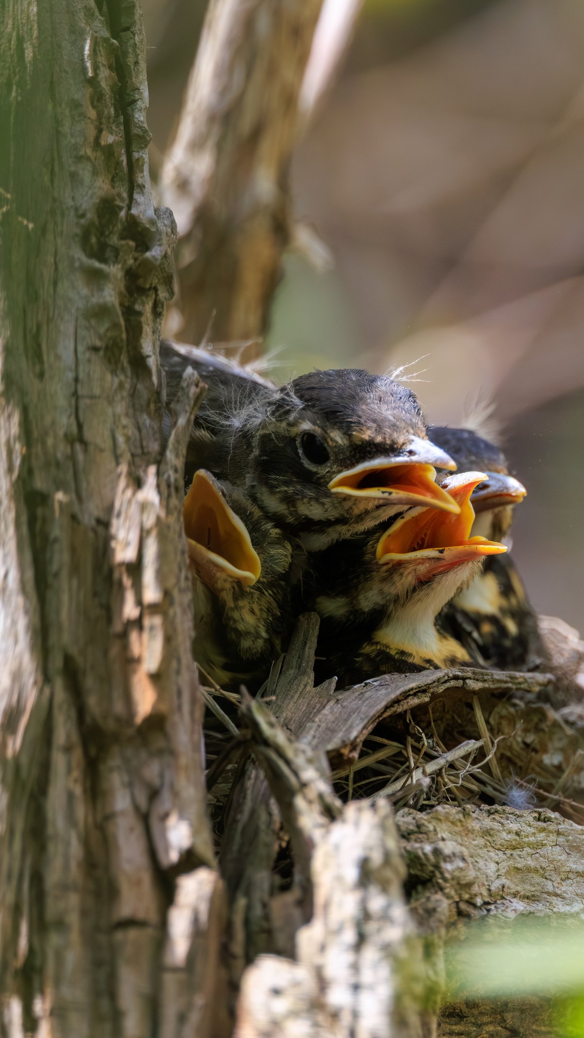 American Robin
