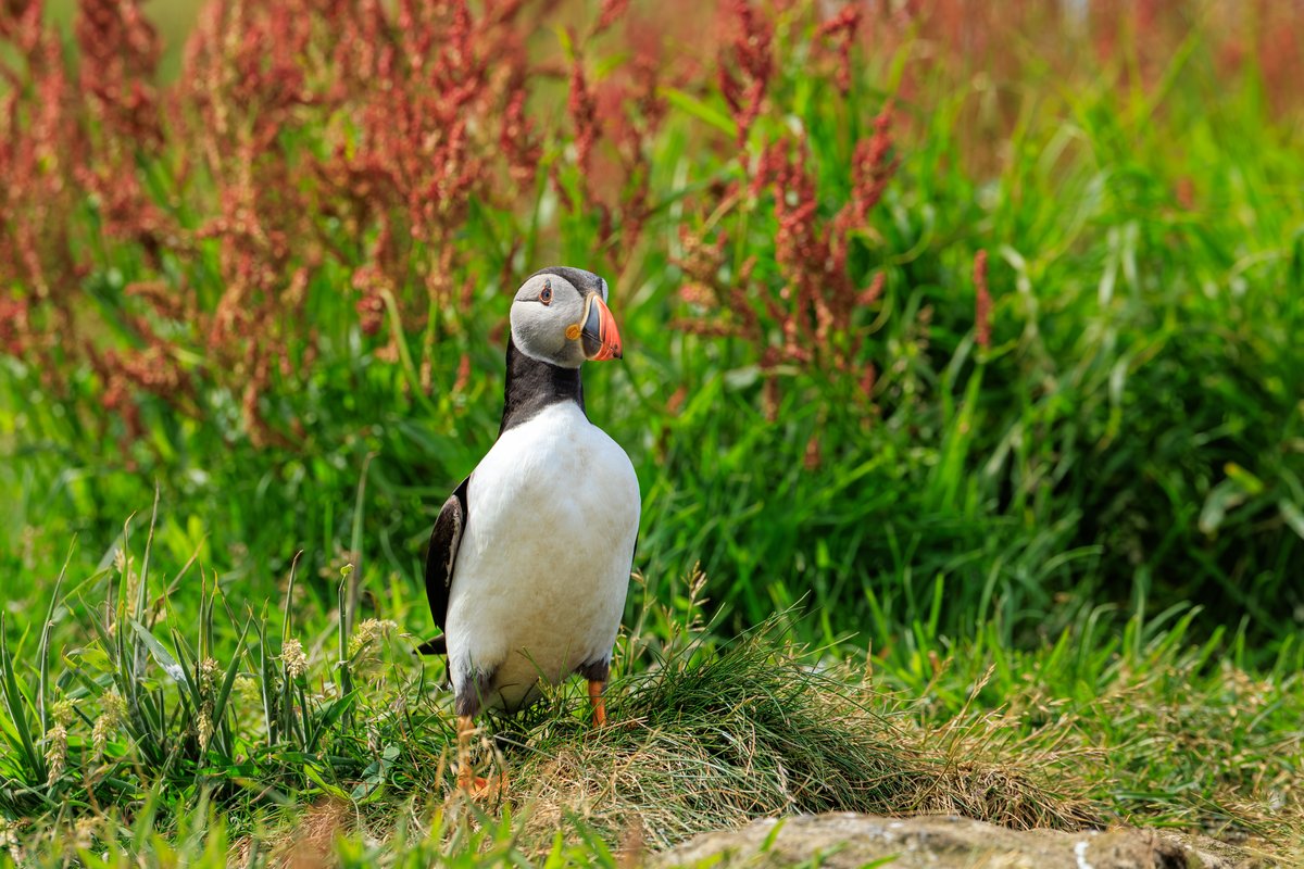 Atlantic Puffin