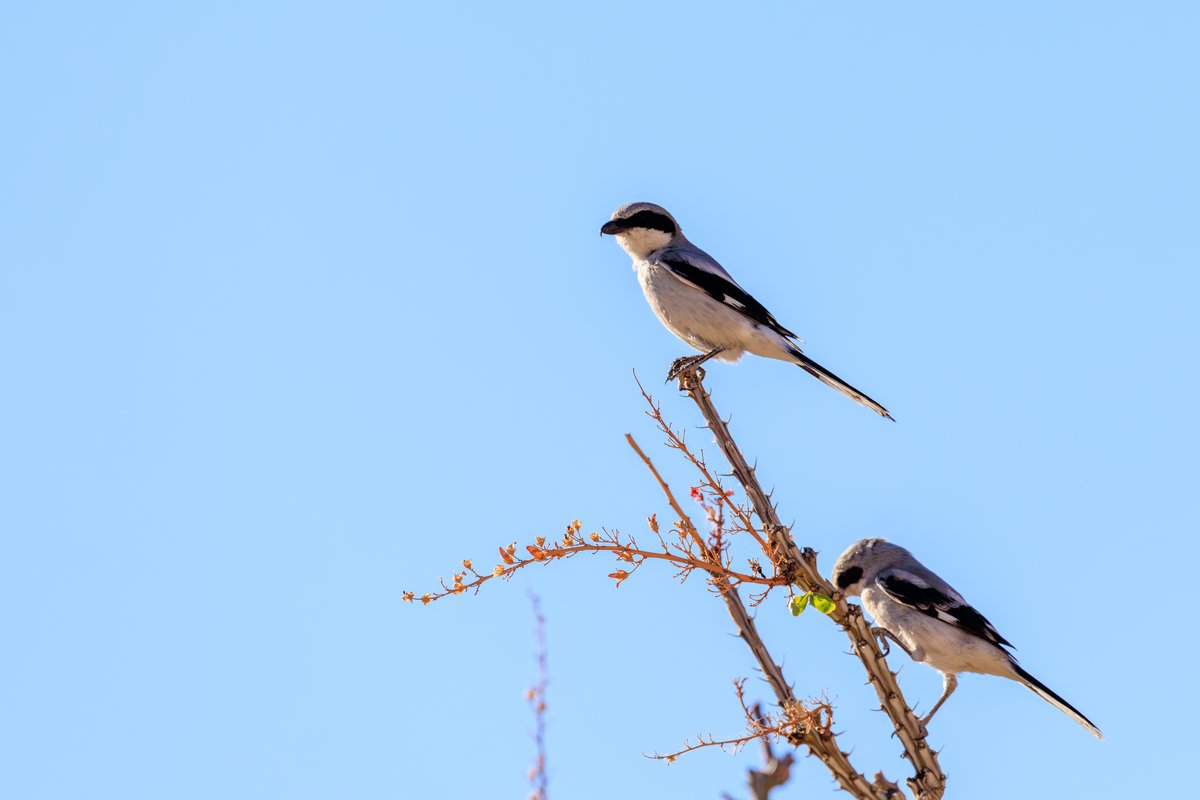 Loggerhead Shrike