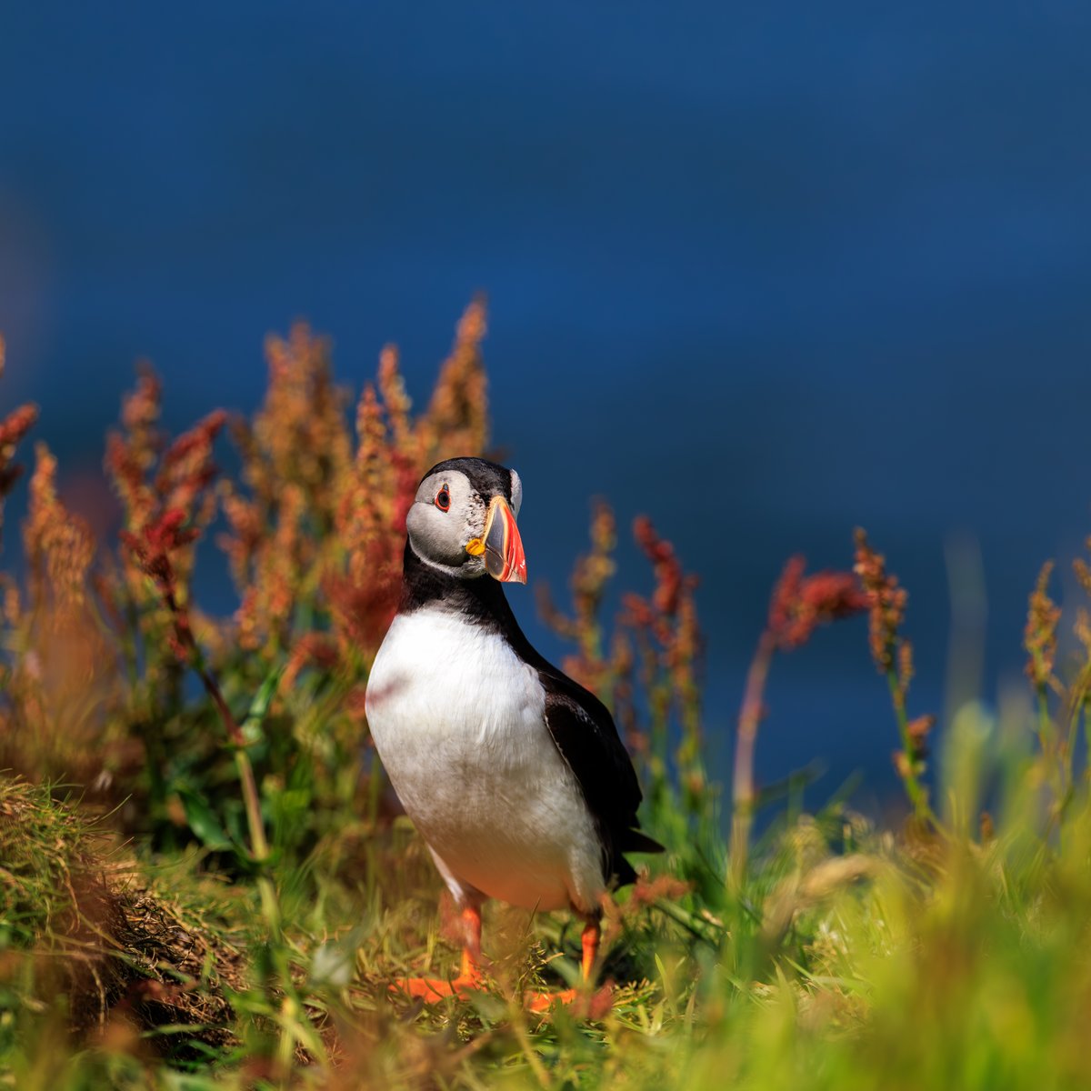 Atlantic Puffin