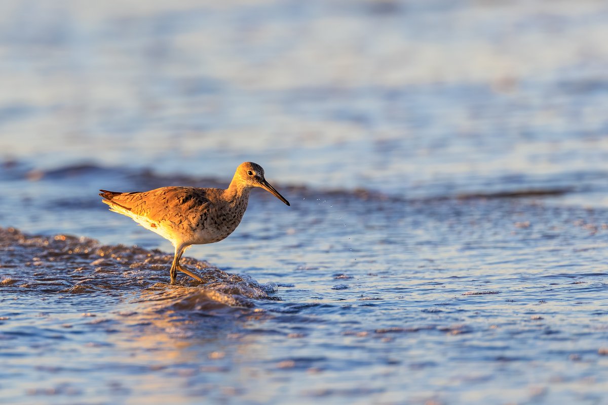Willet