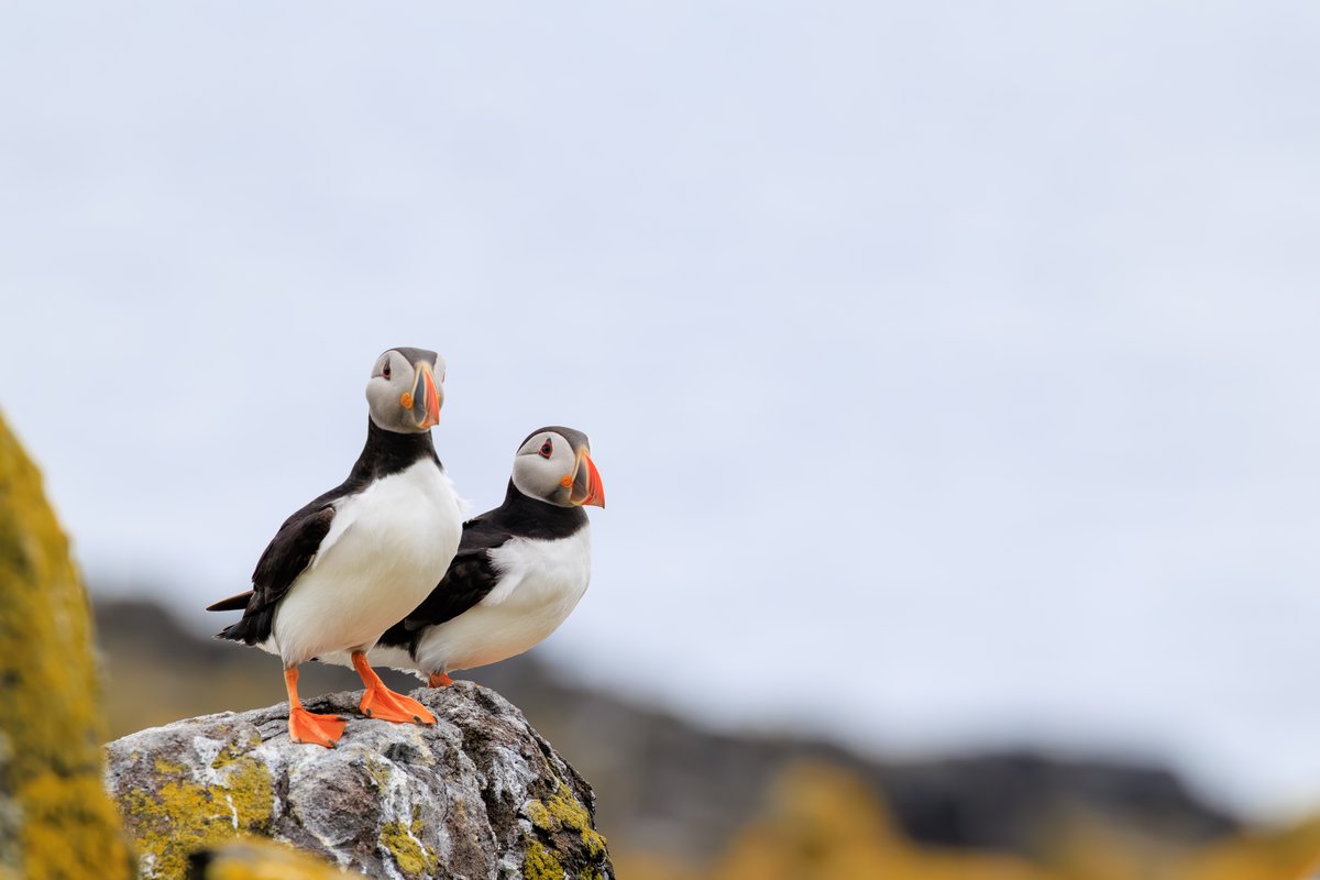 Atlantic Puffin