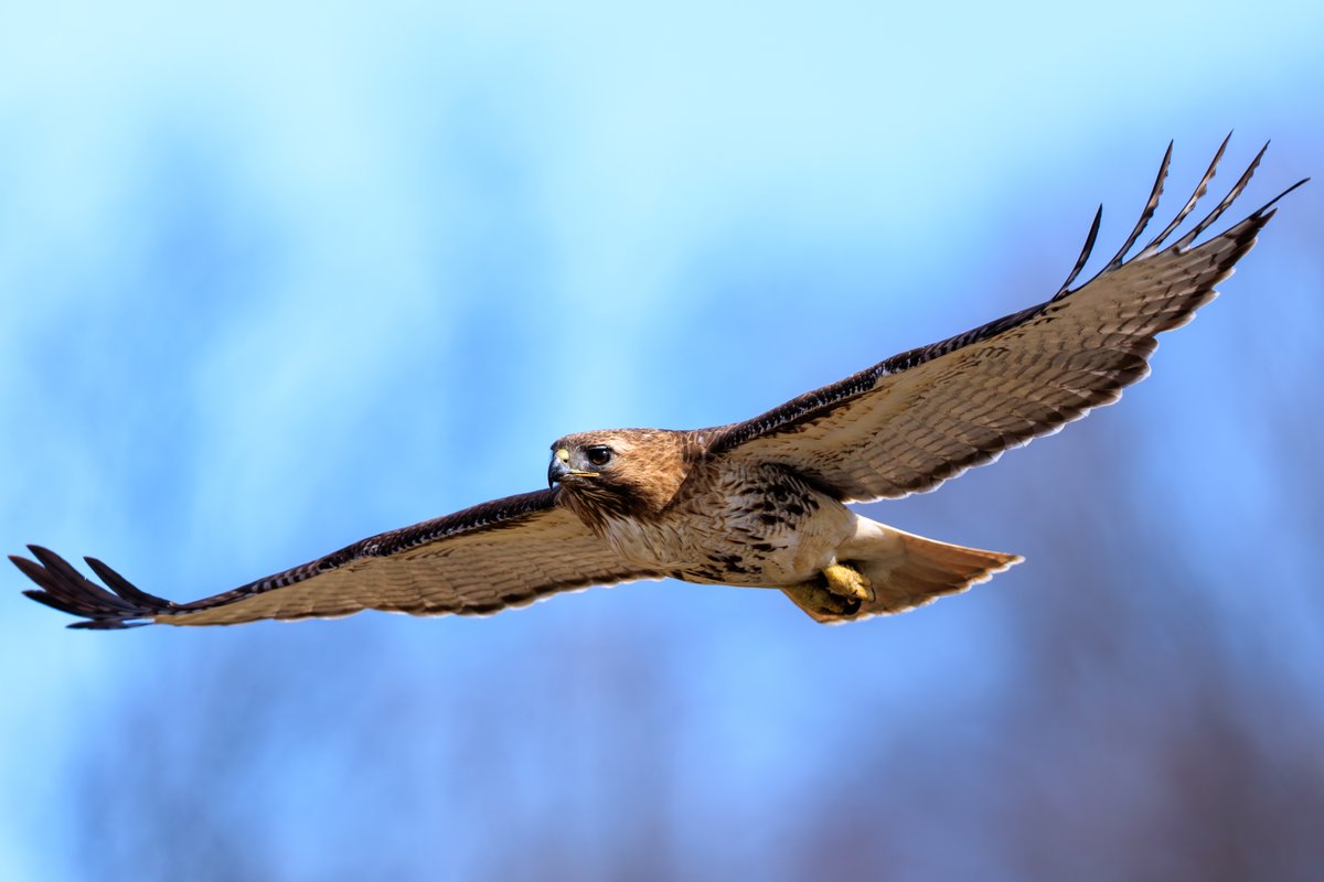 Red-tailed Hawk