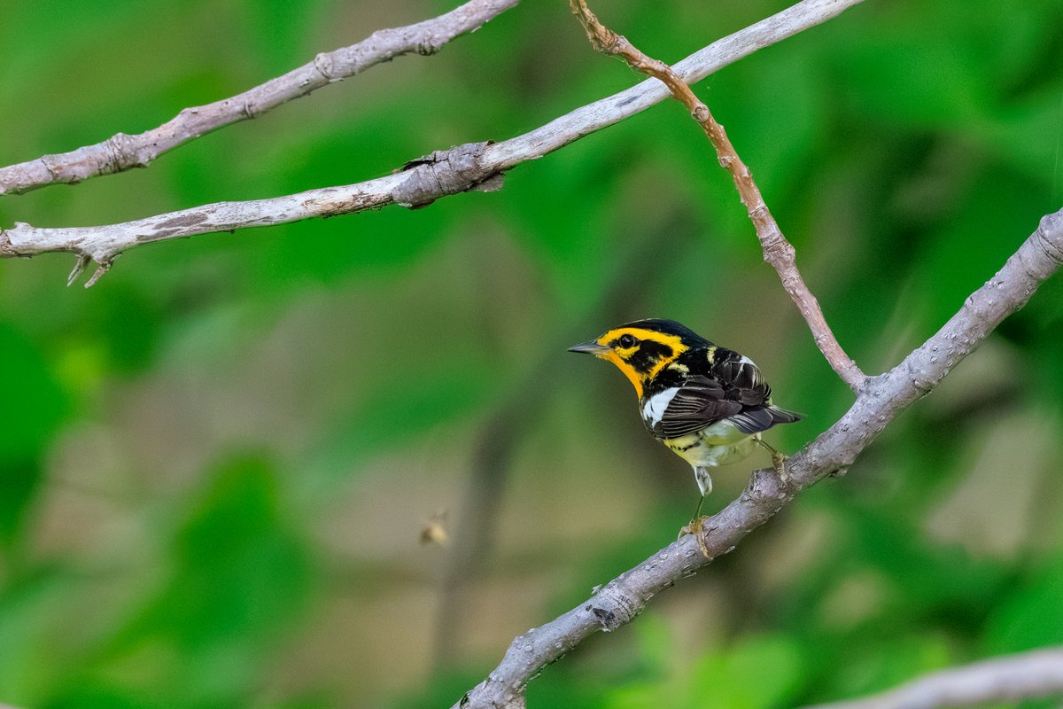 Blackburnian Warbler