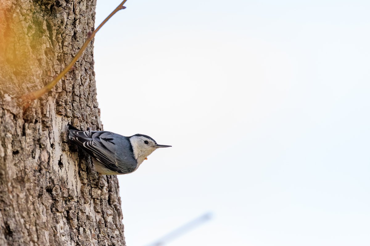 White-breasted Nuthatch