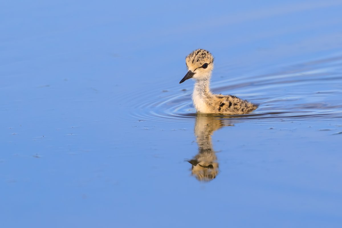 Black-necked Stilt