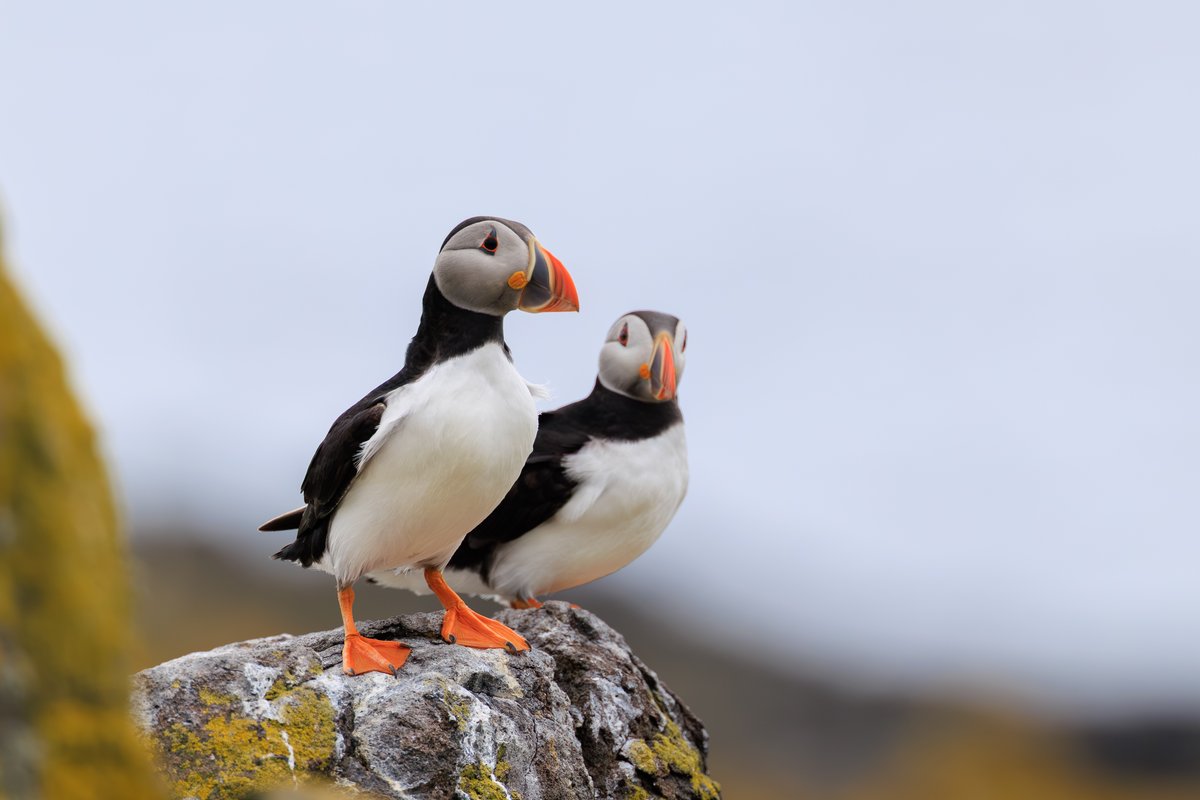 Atlantic Puffin