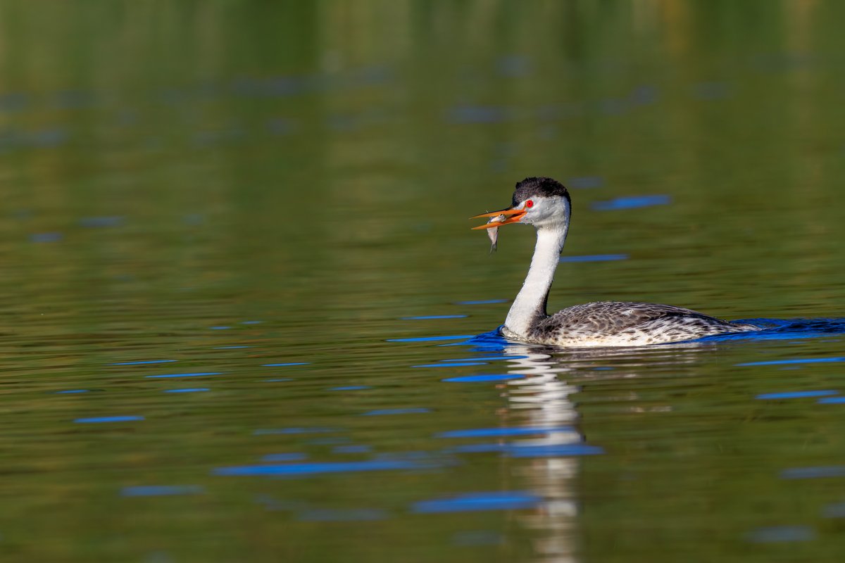 Clark's Grebe
