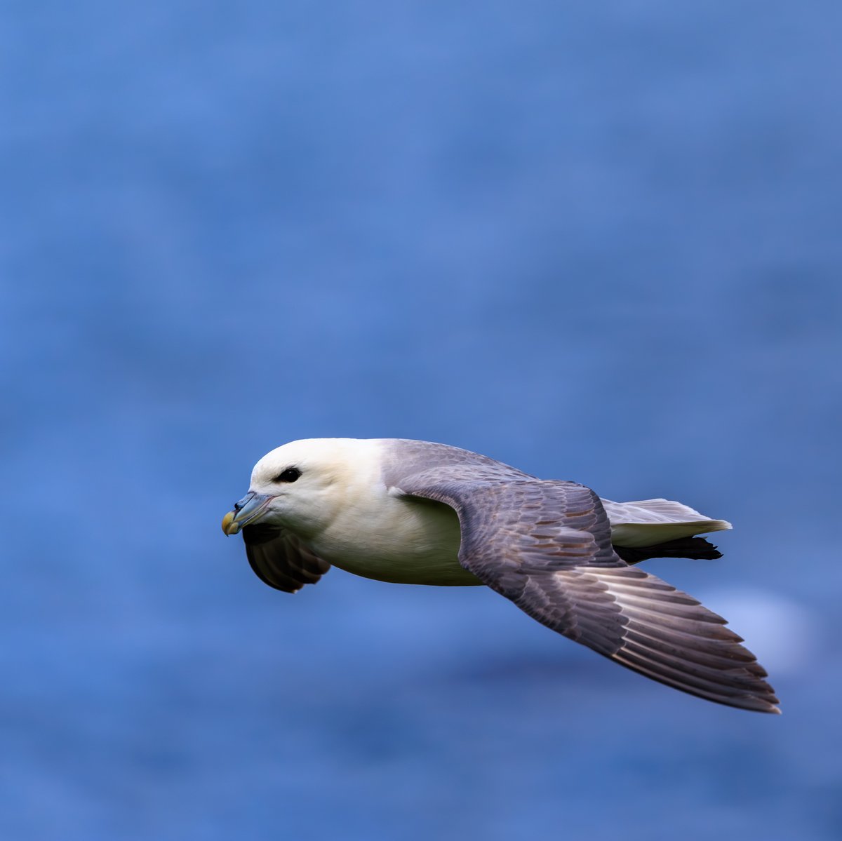 Northern Fulmar