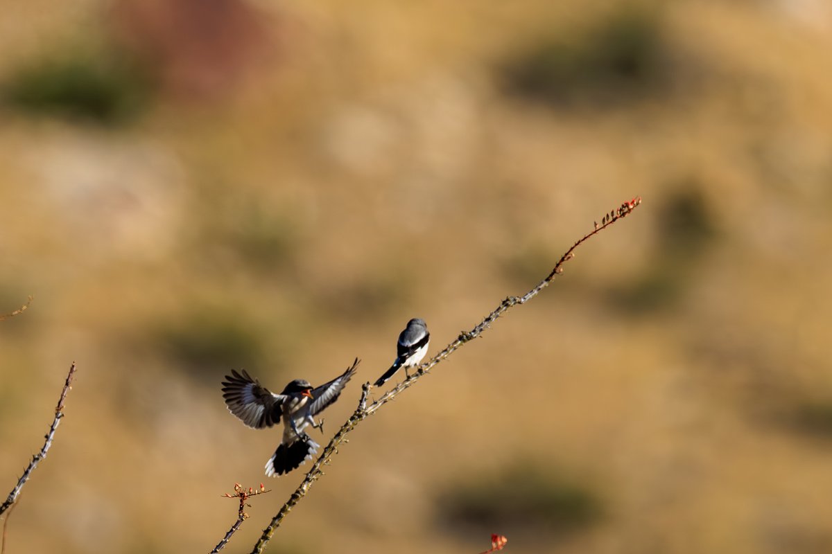 Loggerhead Shrike