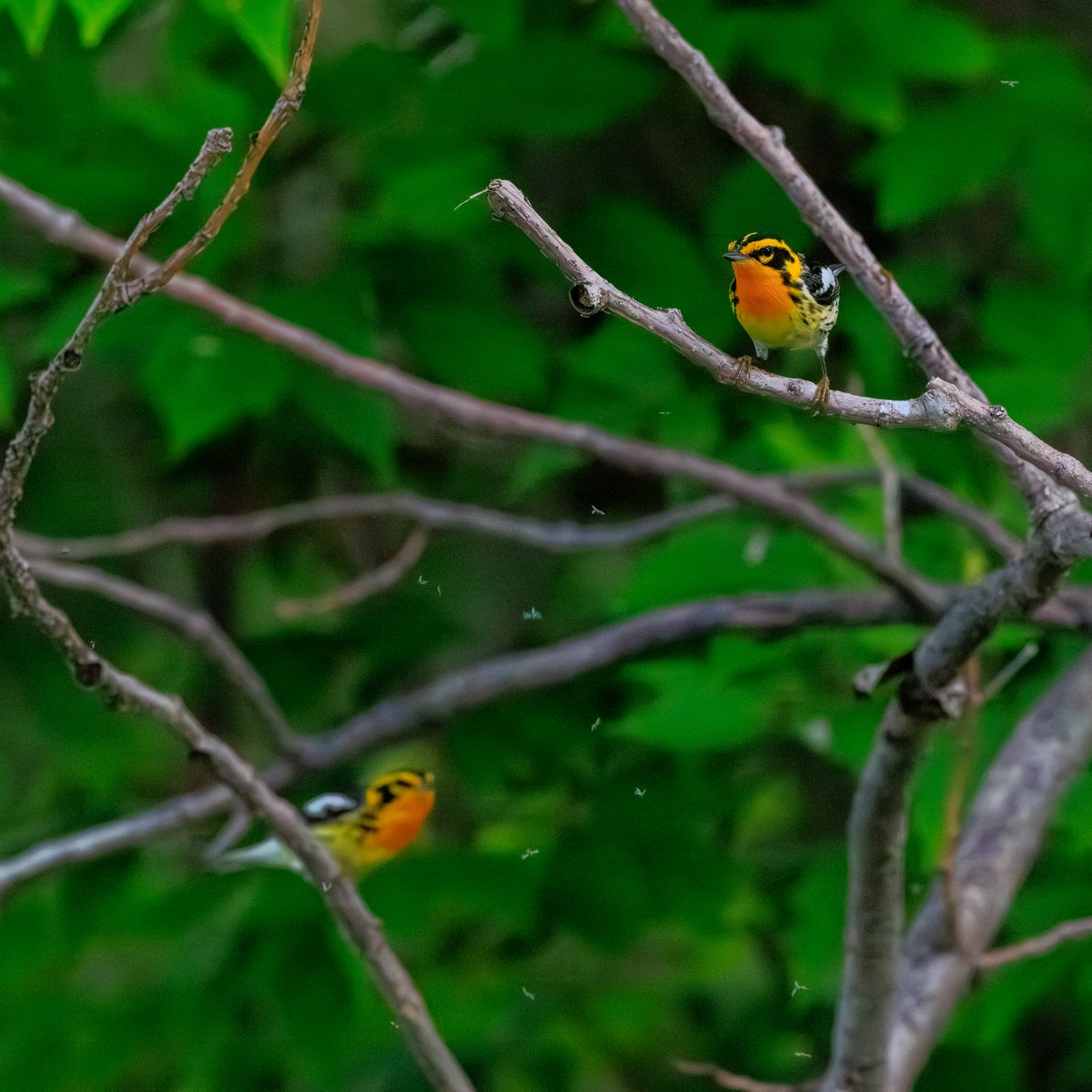 Blackburnian Warbler