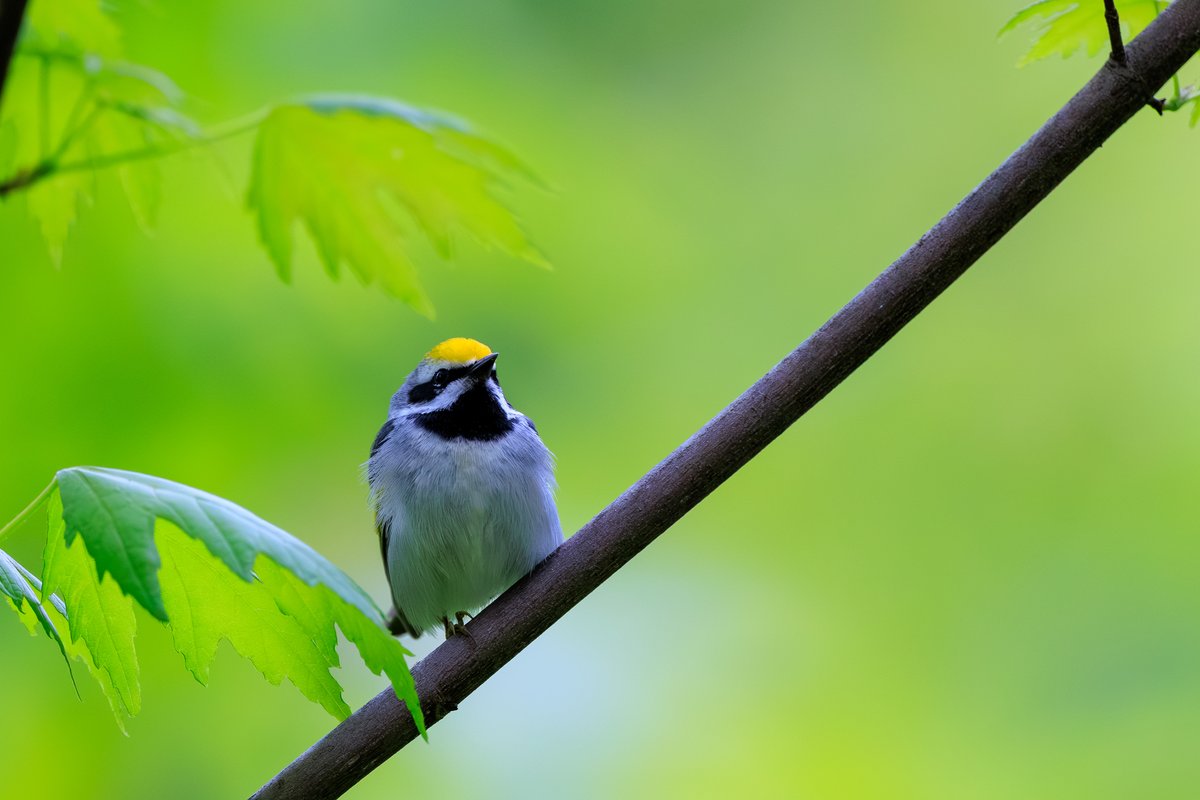 Golden-winged Warbler