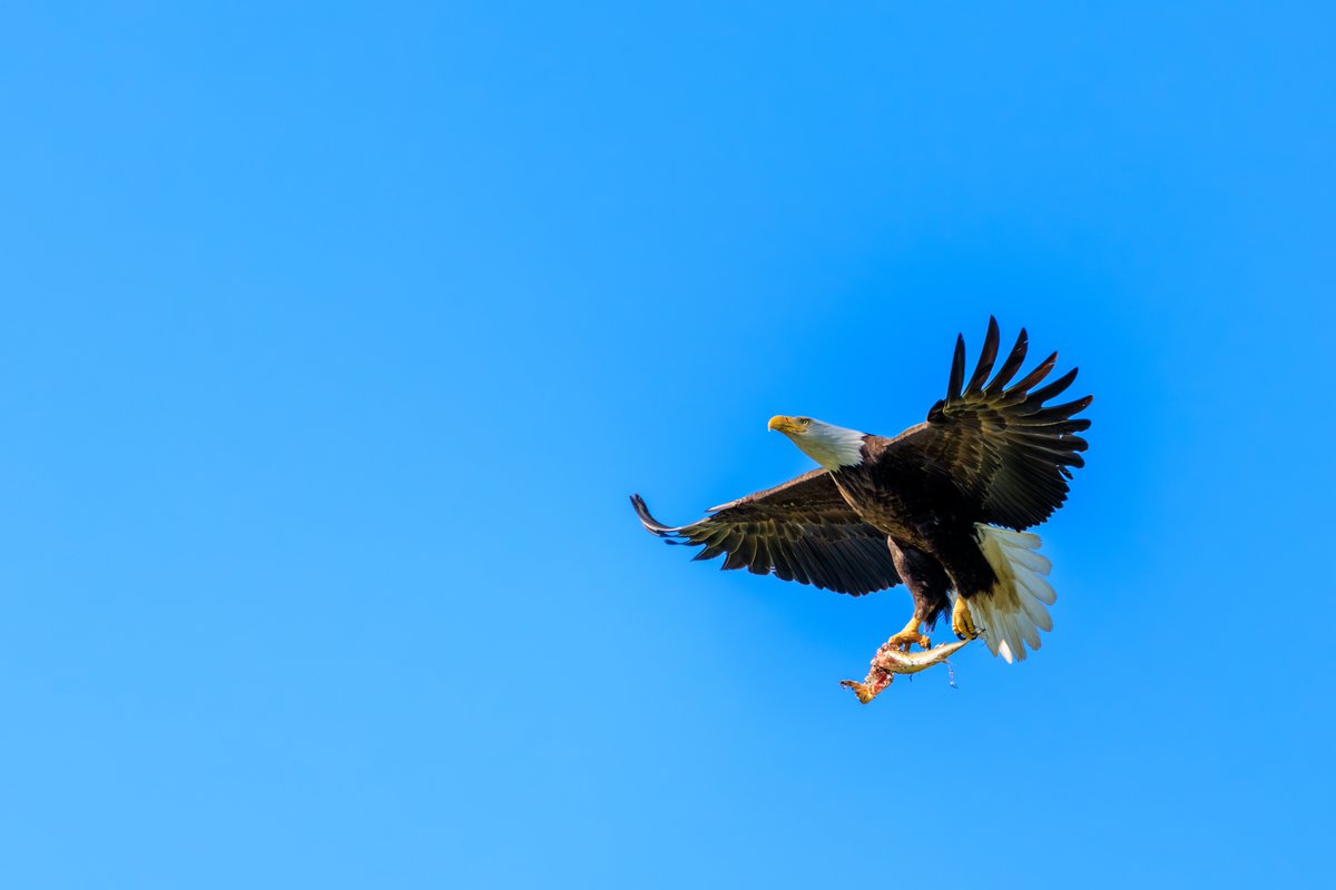 Bald Eagle