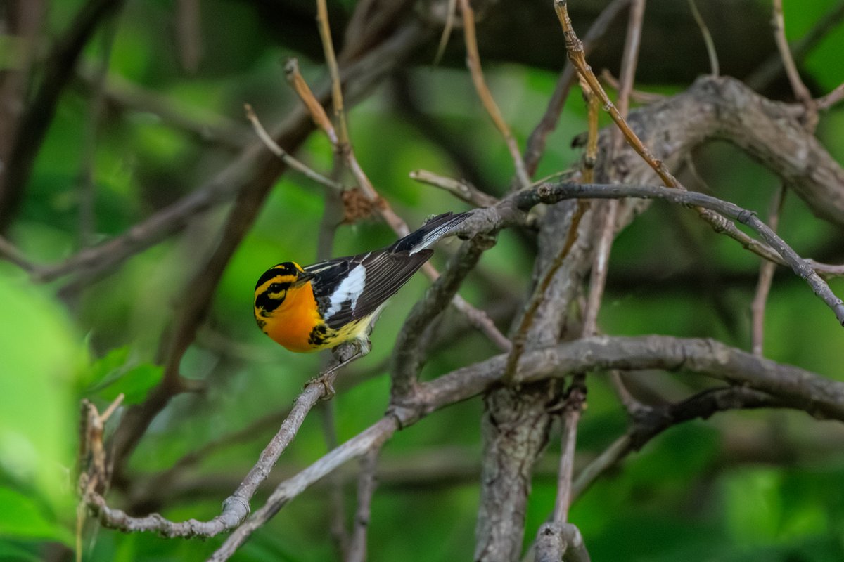 Blackburnian Warbler