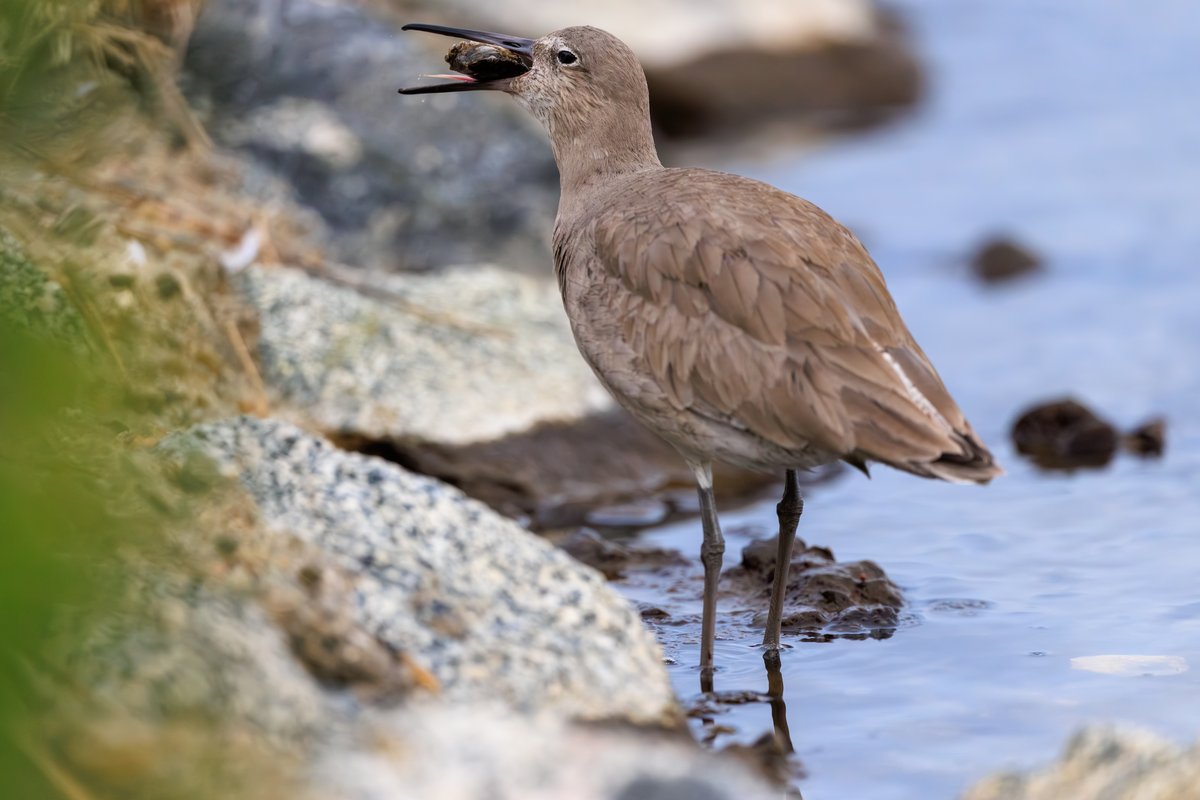 Willet