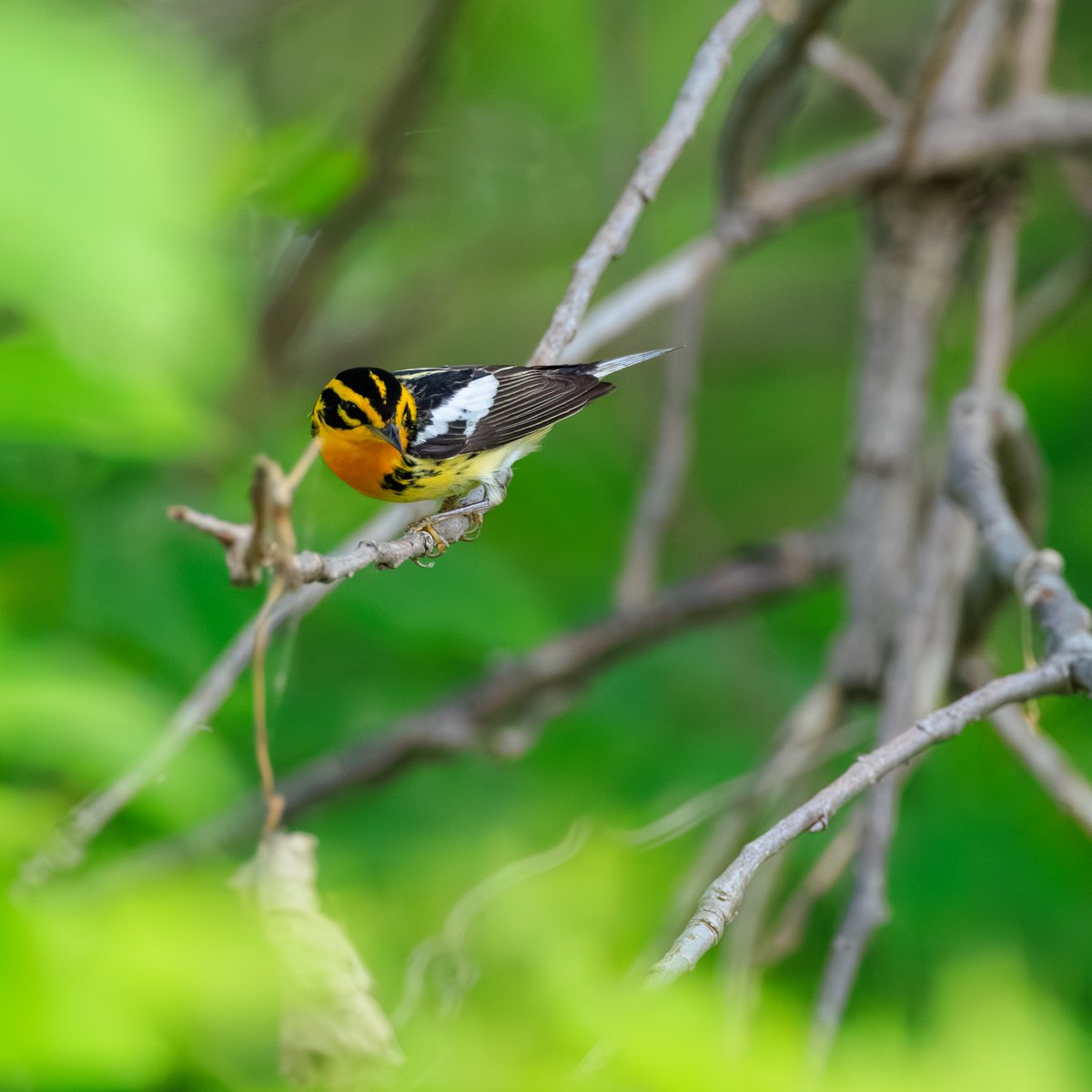Blackburnian Warbler