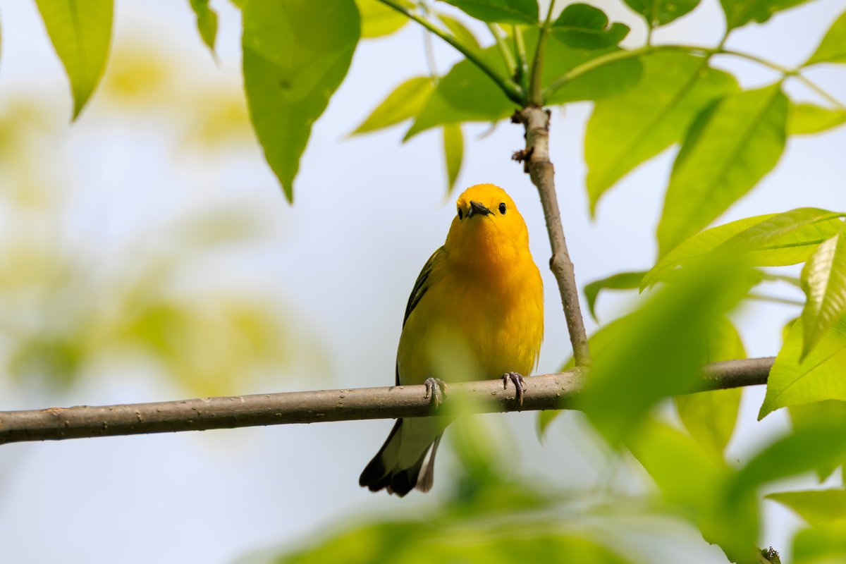 Prothonotary Warbler