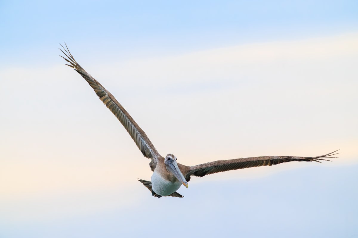 Brown Pelican