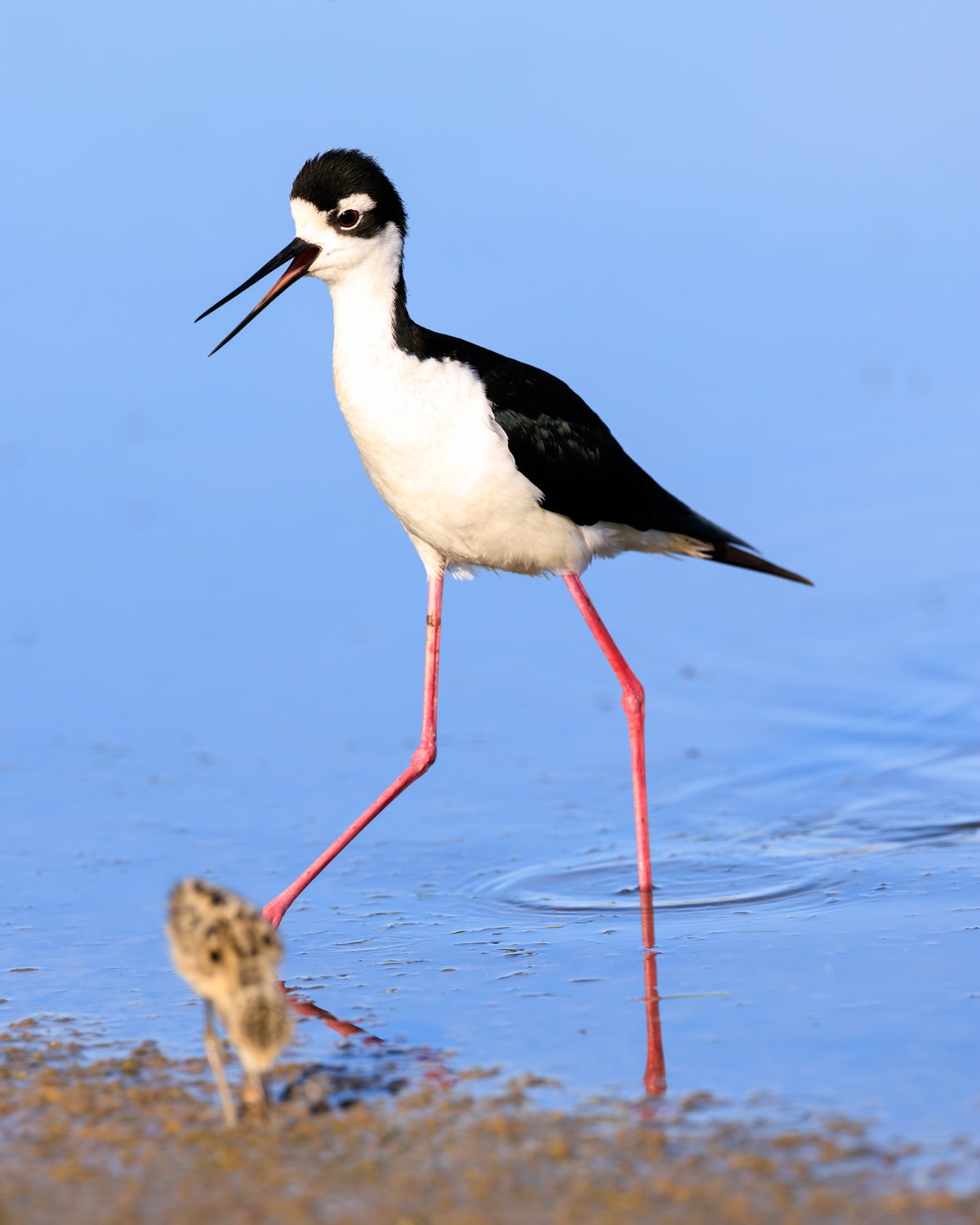 Black-necked Stilt