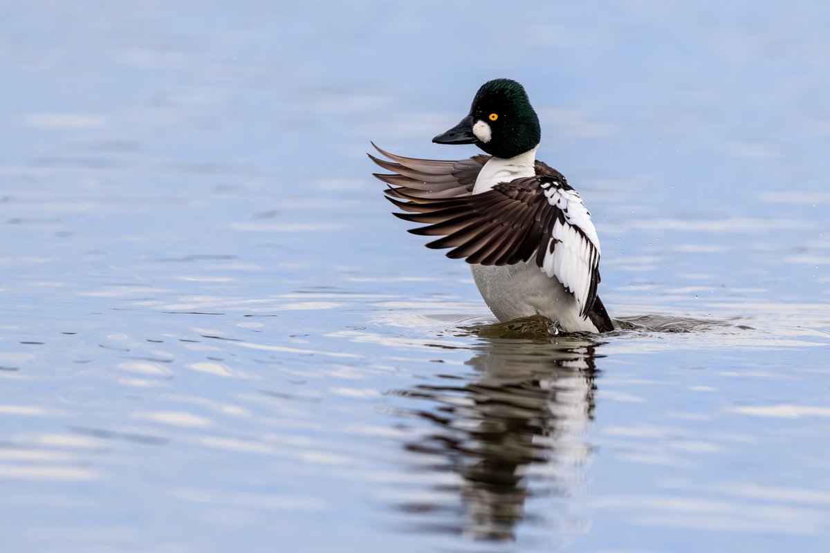 Common Goldeneye