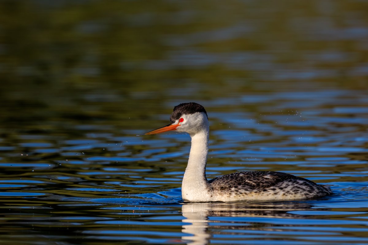Clark's Grebe
