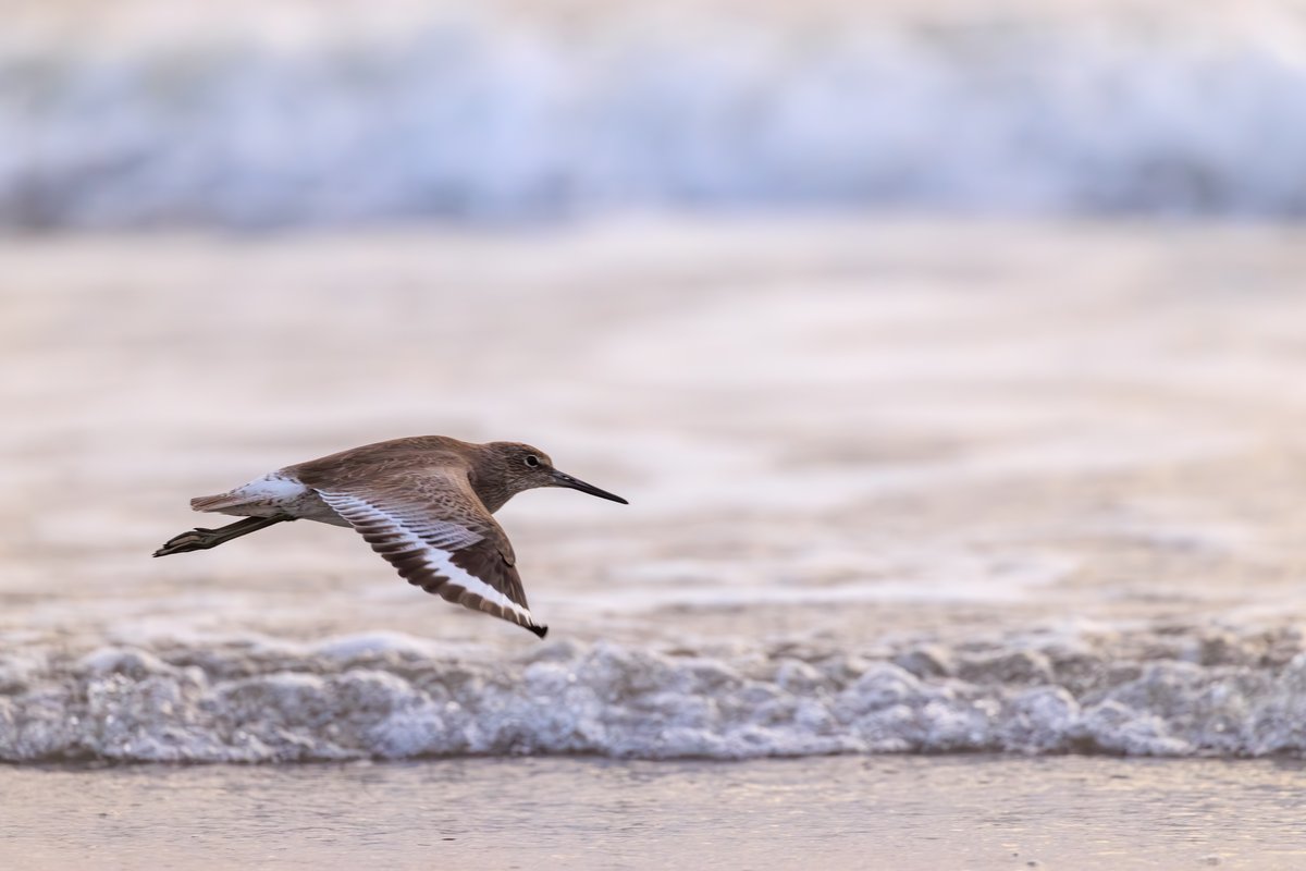 Willet
