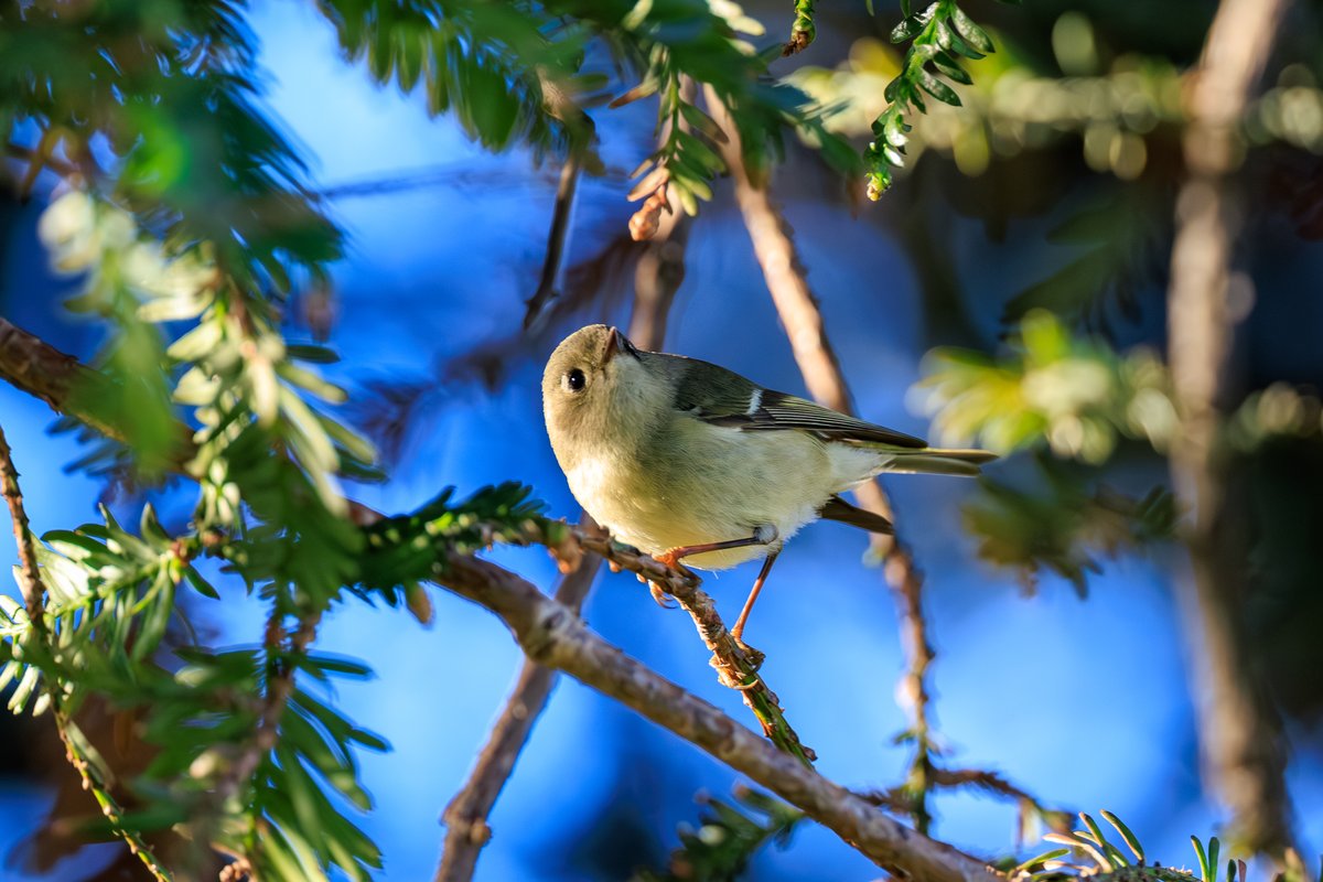 Ruby-crowned Kinglet