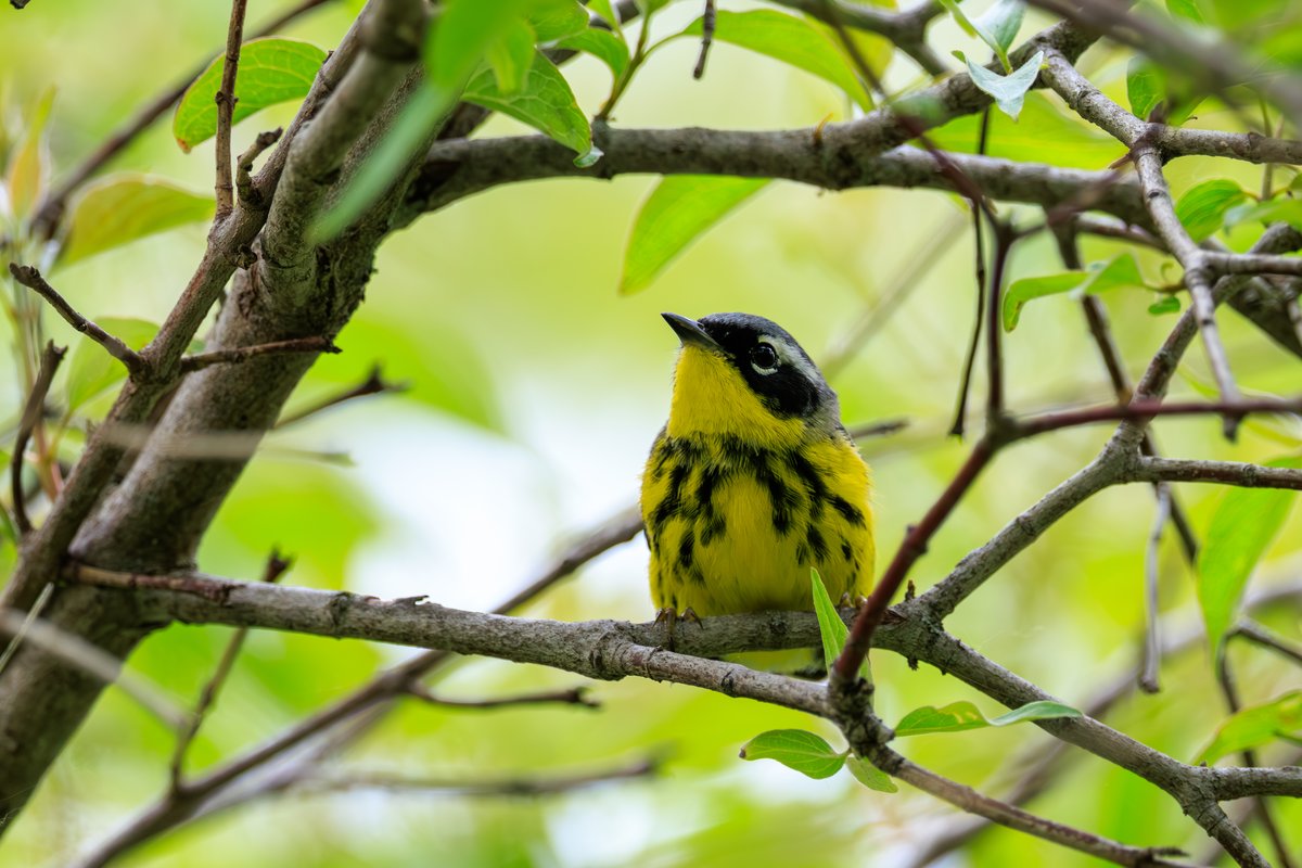 Magnolia Warbler