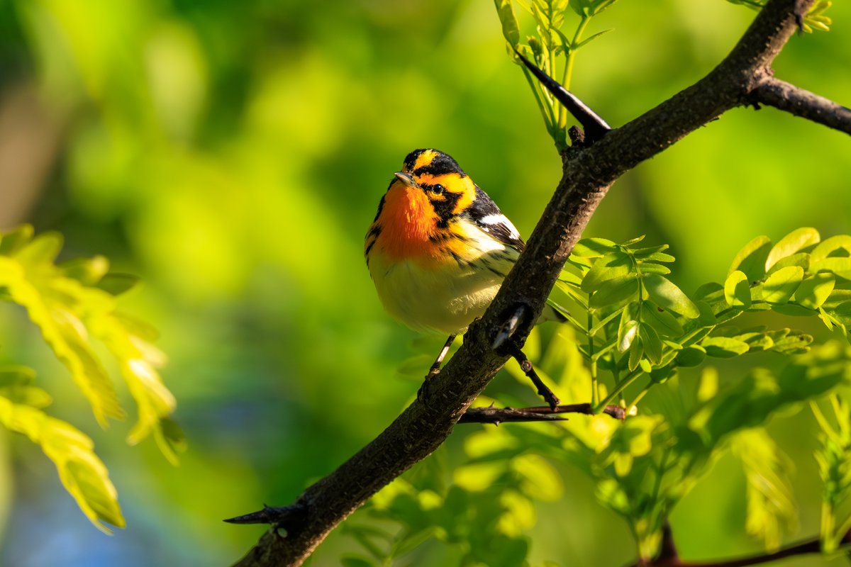 Blackburnian Warbler