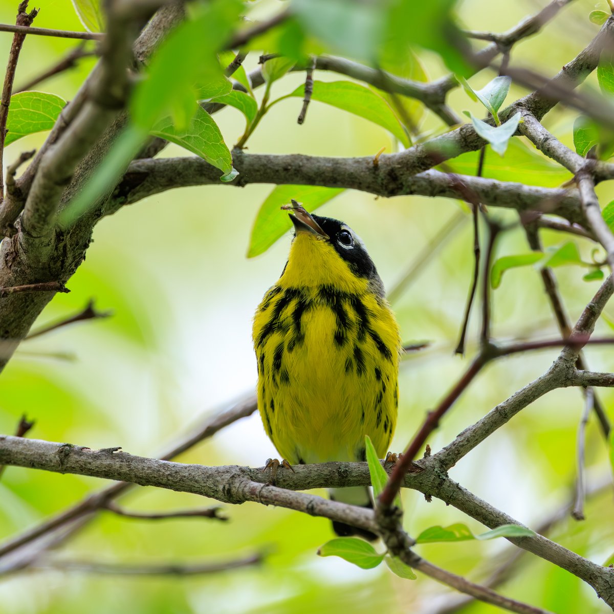 Magnolia Warbler