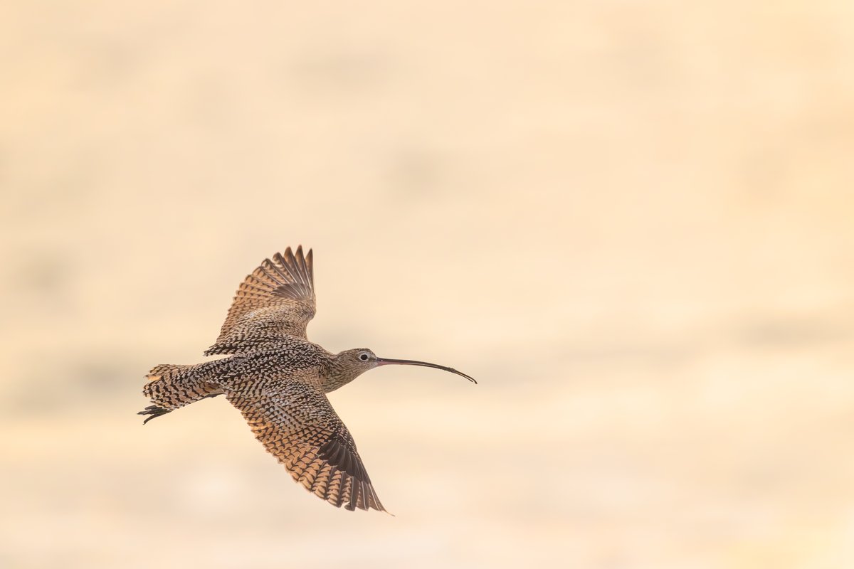 Long-billed Curlew