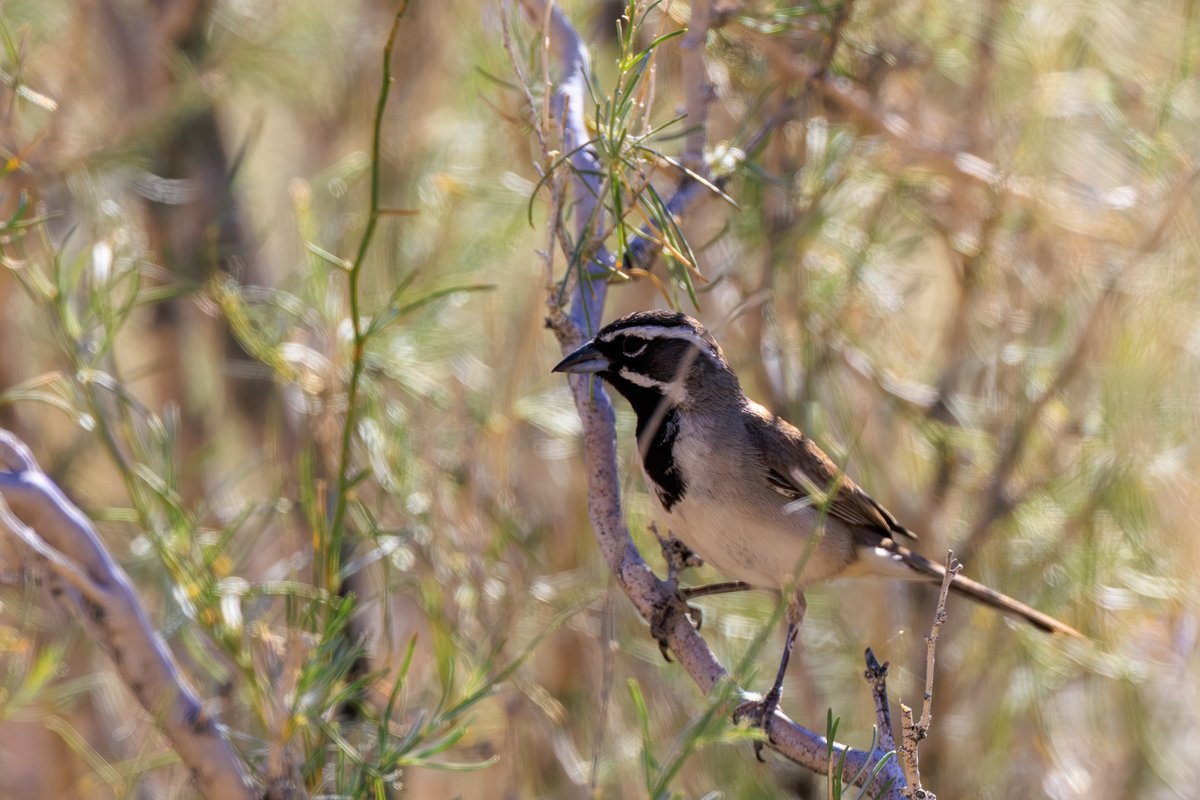 Black-throated Sparrow