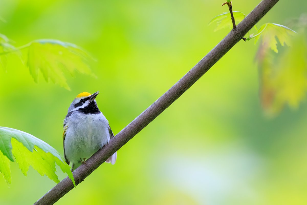Golden-winged Warbler