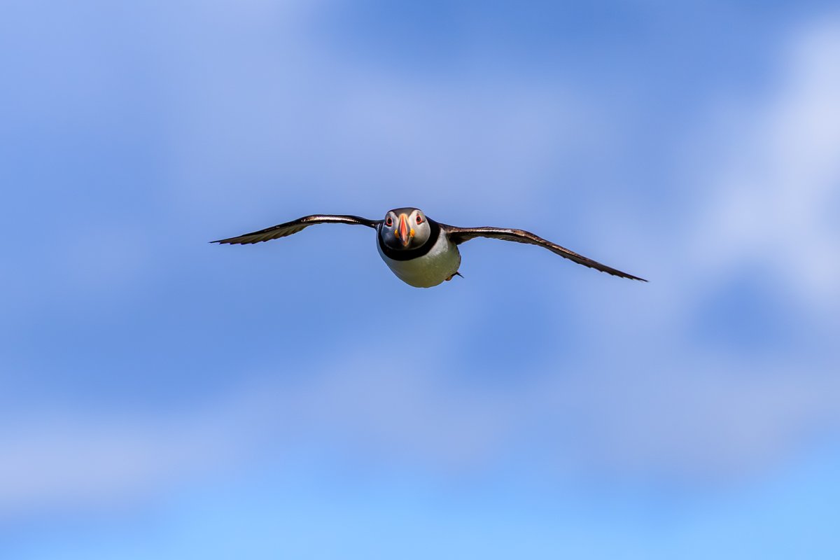 Atlantic Puffin