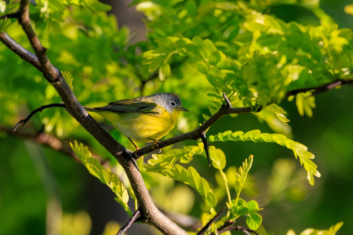 Nashville Warbler