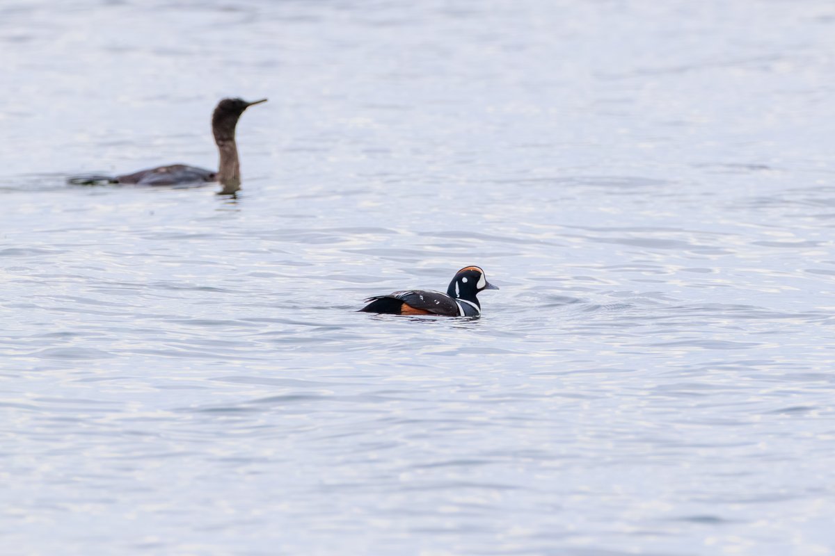 Harlequin Duck