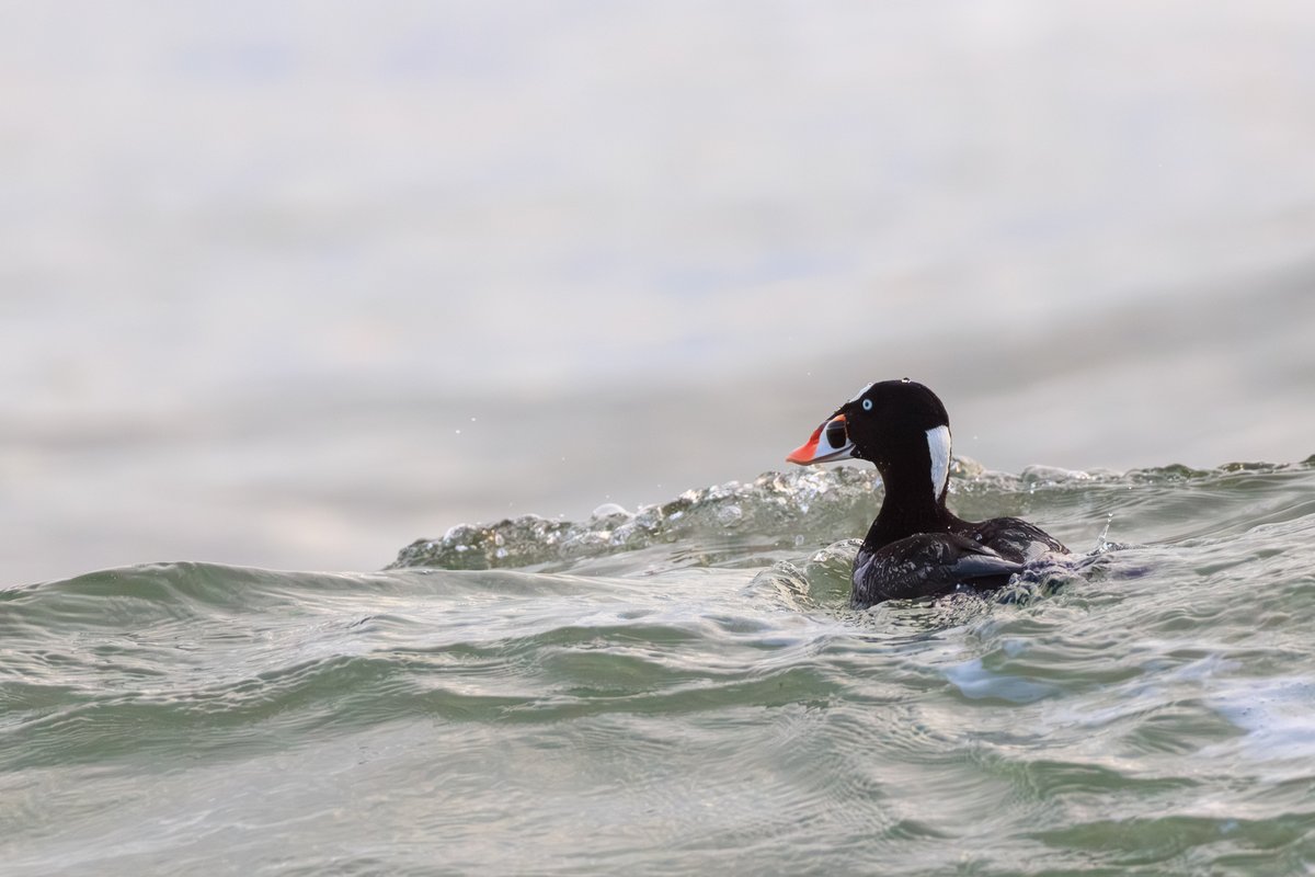 Surf Scoter