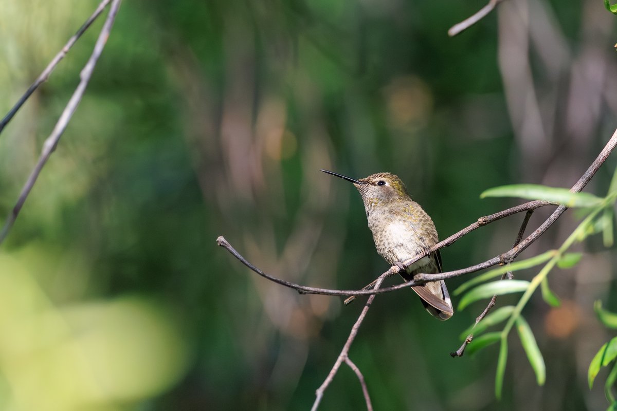 Anna's Hummingbird