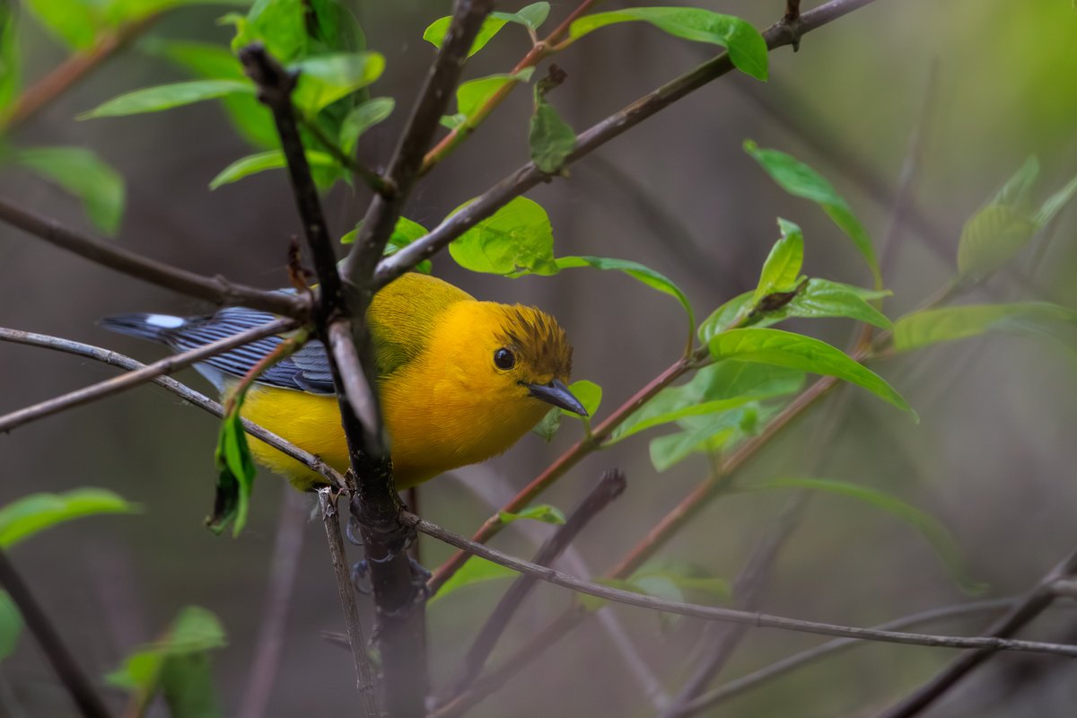 Prothonotary Warbler