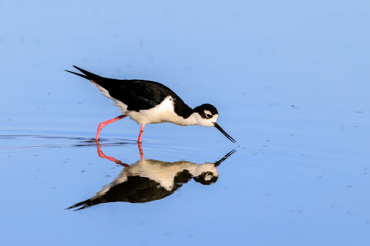 Black-necked Stilt