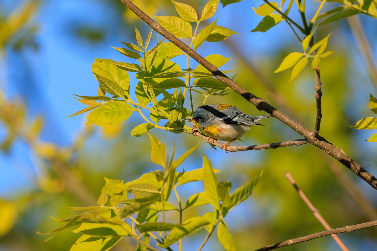 Northern Parula