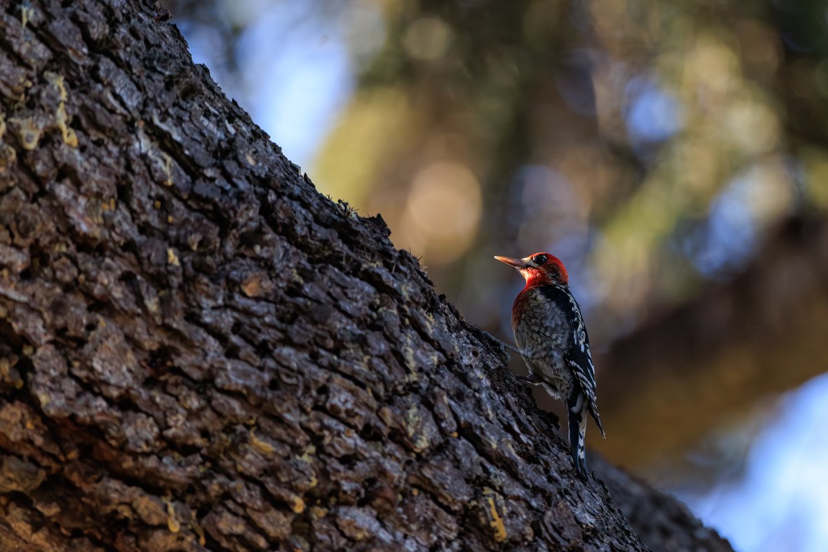 Red-breasted Sapsucker