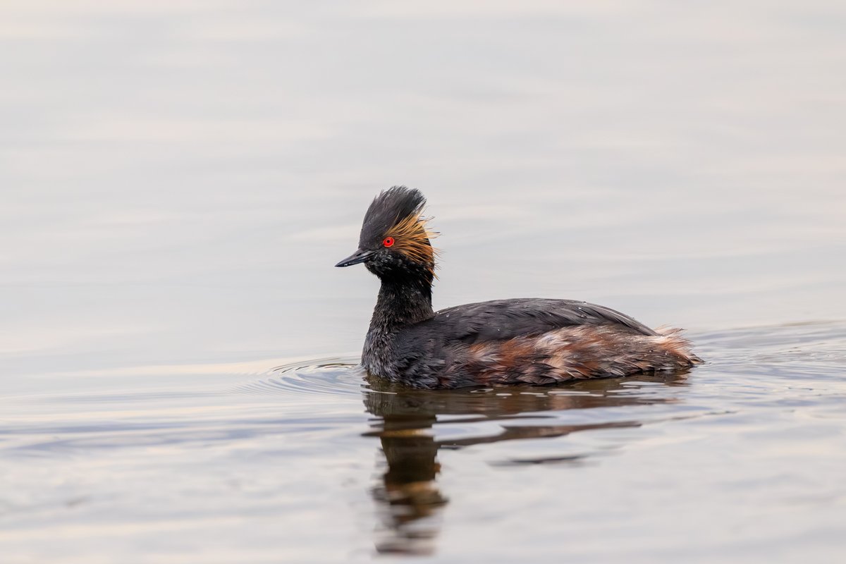 Eared Grebe