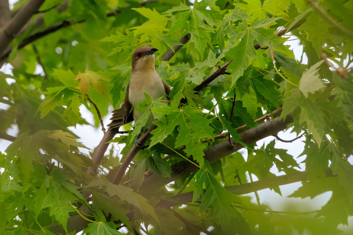 Black-billed Cuckoo