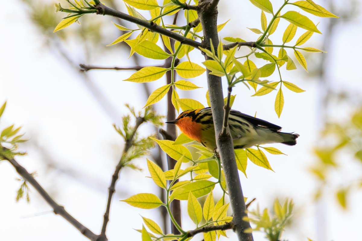 Blackburnian Warbler