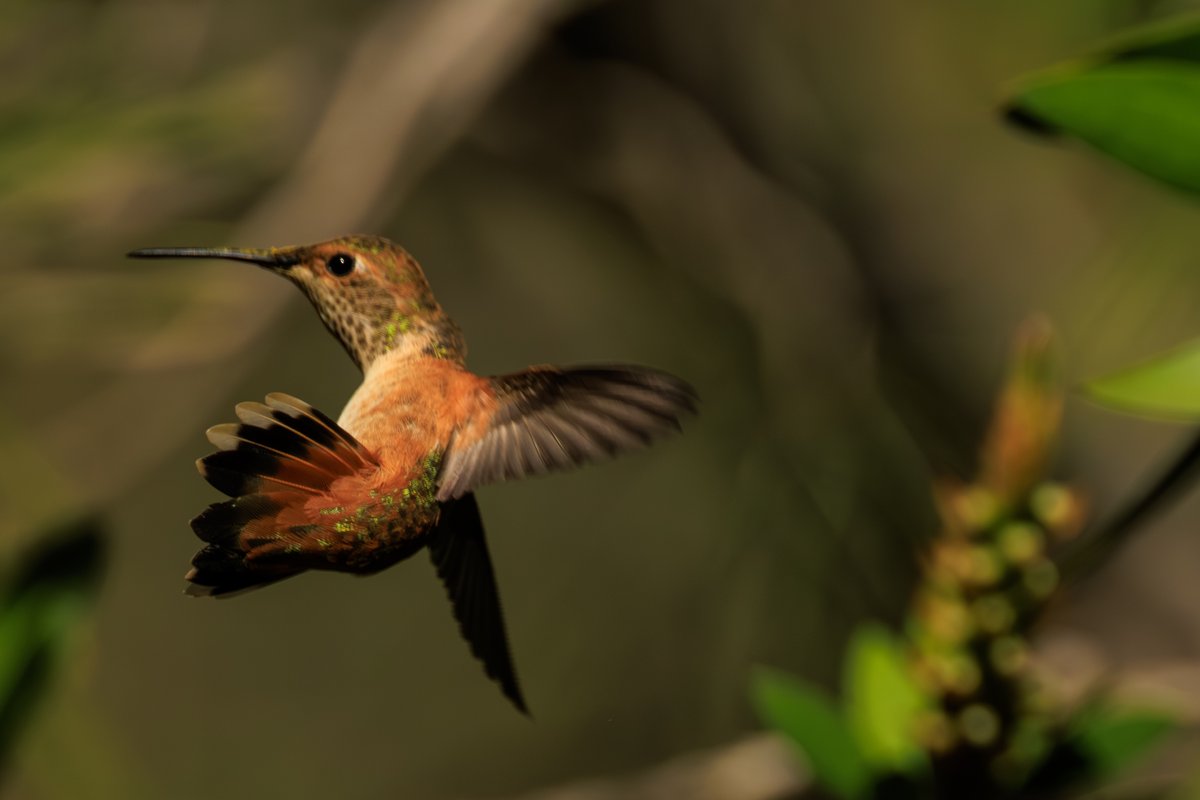 Allen's Hummingbird
